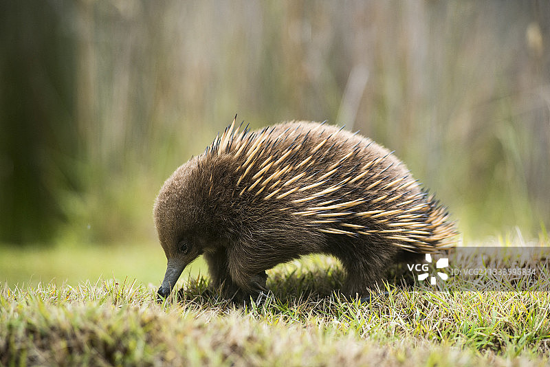 澳大利亚塔斯马尼亚的短吻针鼹图片素材