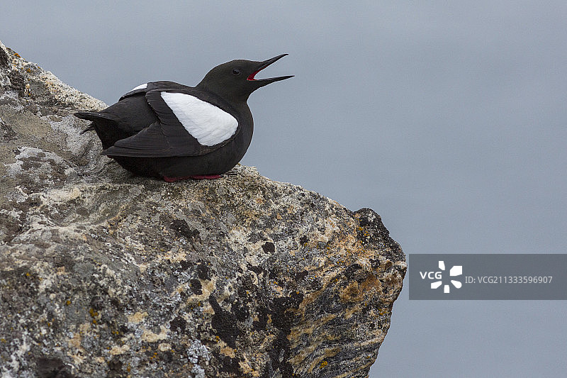 悬崖上的海鸽（斯匹次卑尔根，斯瓦尔巴群岛）图片素材