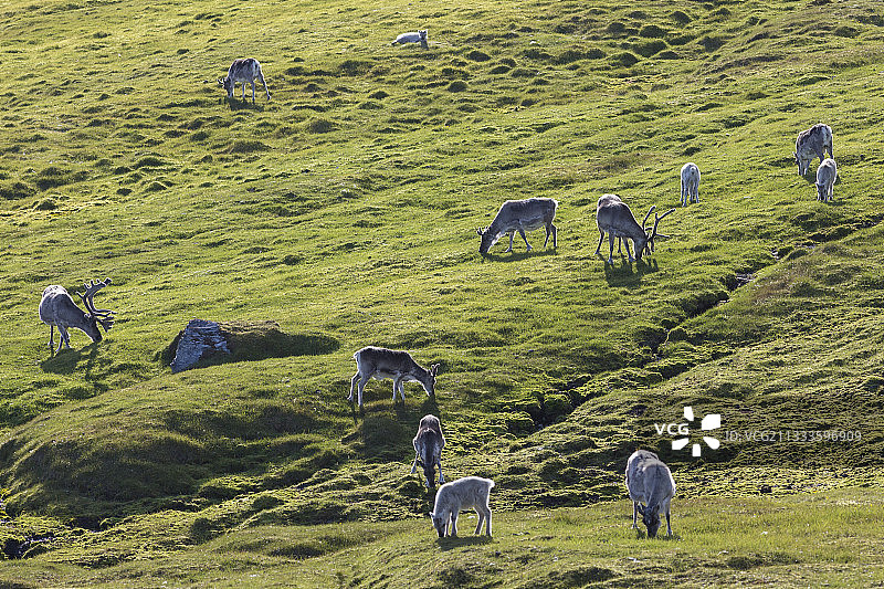 苔原上的斯瓦尔巴驯鹿，斯匹茨卑尔根岛图片素材