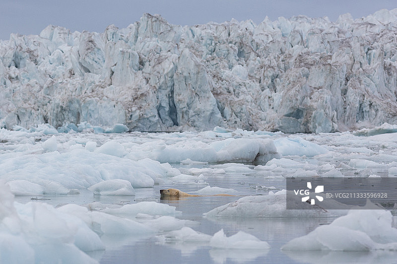 成年雄性北极熊在冰中游泳图片素材