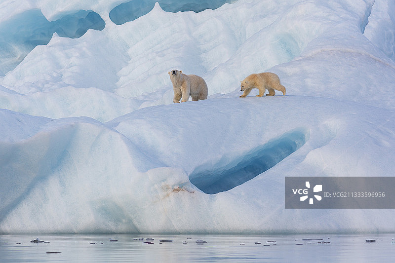母北极熊和小熊在冰山上（斯瓦尔巴群岛）图片素材