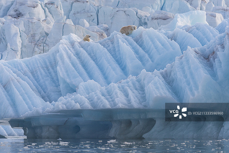 母北极熊和小熊在冰山上（斯瓦尔巴群岛）图片素材