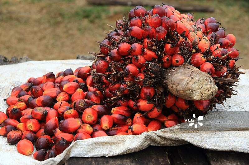棕榈油种子（油棕），加蓬图片素材