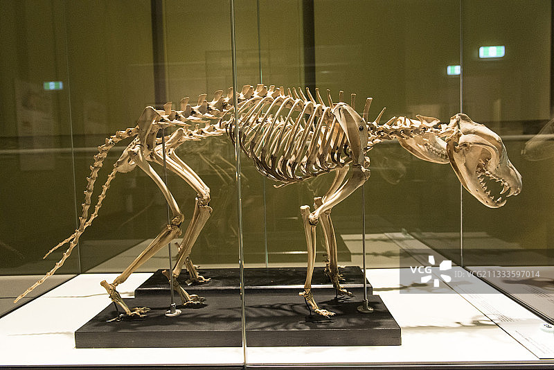 澳大利亚塔斯马尼亚霍巴特博物馆的袋狼骨骼图片素材