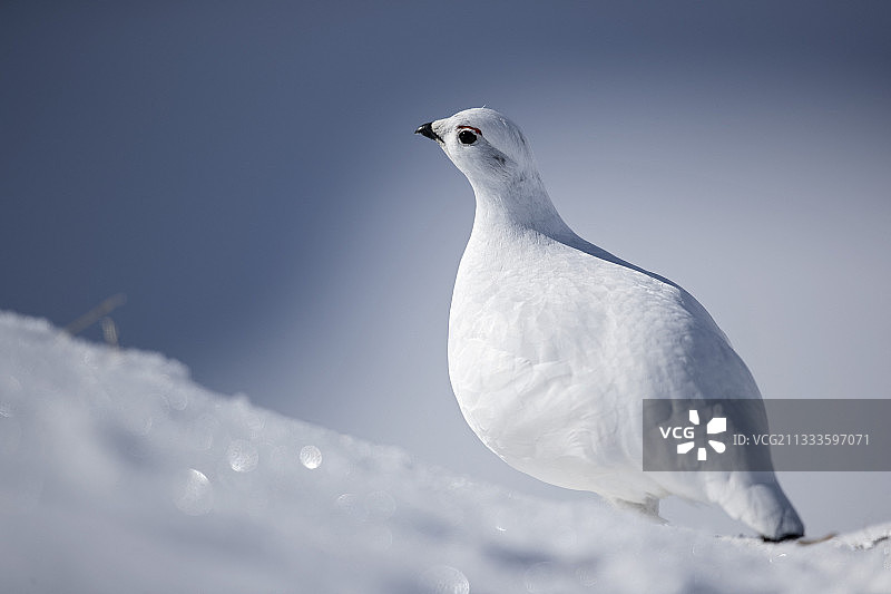 冬季雪地中的雷鸟（Lagopus mutus），瑞士瓦莱州阿尔卑斯山图片素材