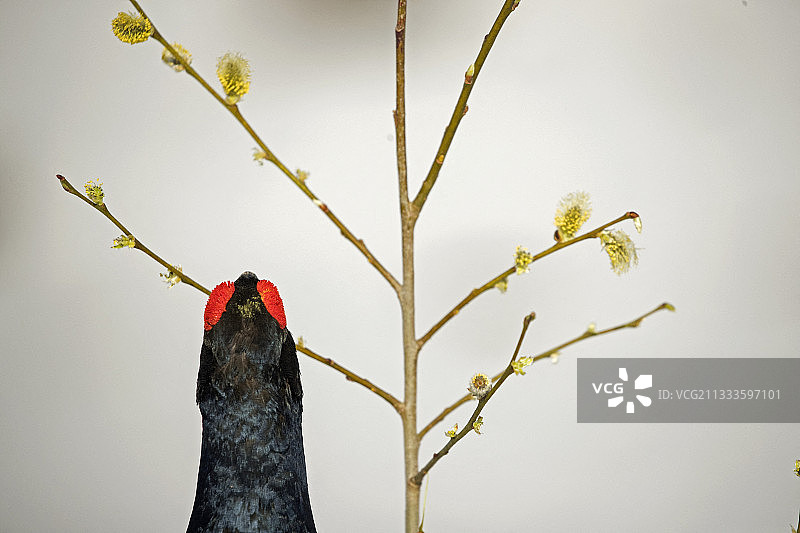 黑琴鸡在瑞士阿尔卑斯山吃山毛榉图片素材