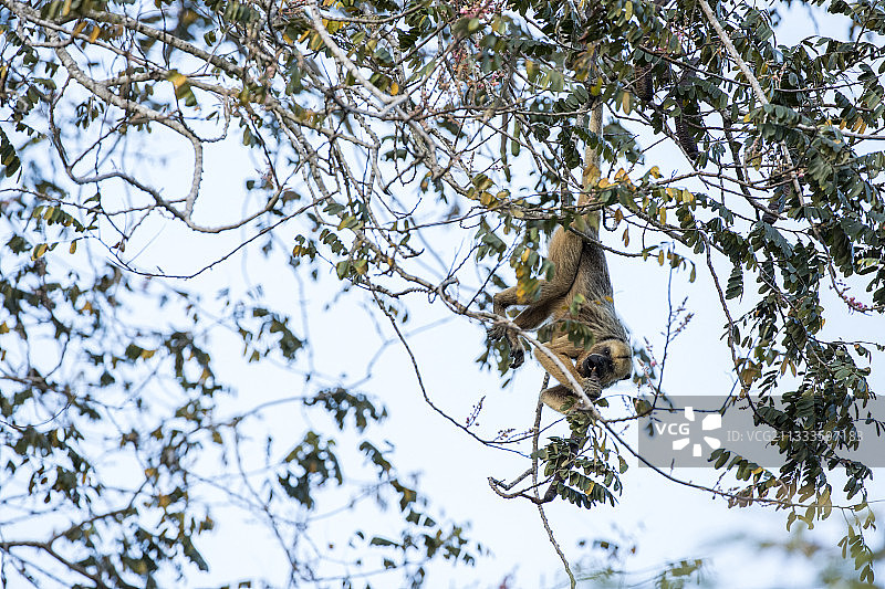 树上的黑色和金色吼猴（Alouatta caraya），潘塔纳尔湿地，马托格罗索，巴西图片素材