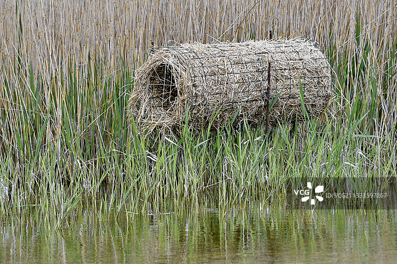 索姆湾马康泰尔公园水鸟巢穴的芦苇开发图片素材