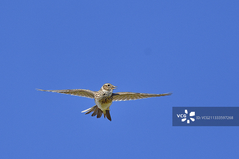 在法国飞翔鸣叫的云雀图片素材
