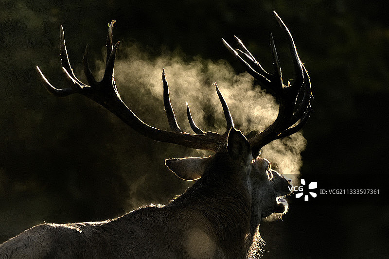 红鹿（Cervus elephus），石板，丹麦Dyrehaven图片素材