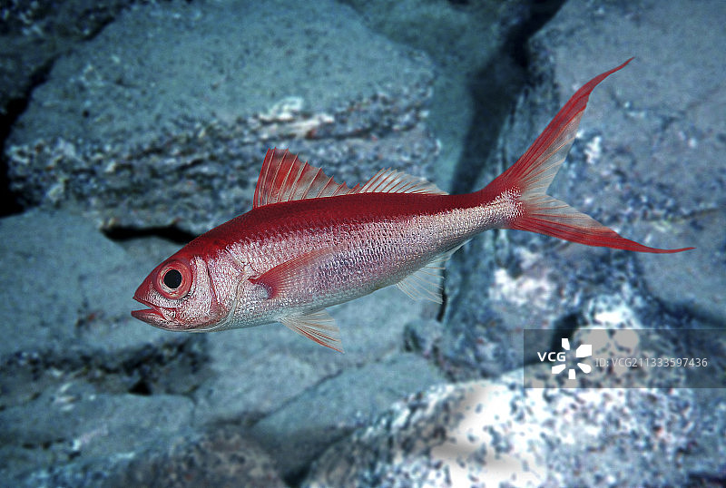 马达加斯加深水长尾红鲷鱼，长尾型，合成图像图片素材