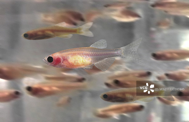 斑马鱼图片素材