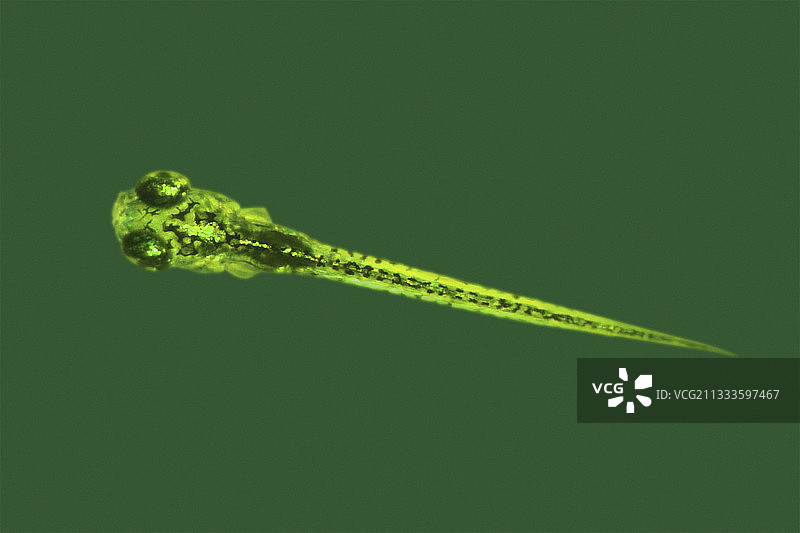 新生斑马鱼（Danio rerio），用于识别促进人类黑色素瘤的新基因图片素材