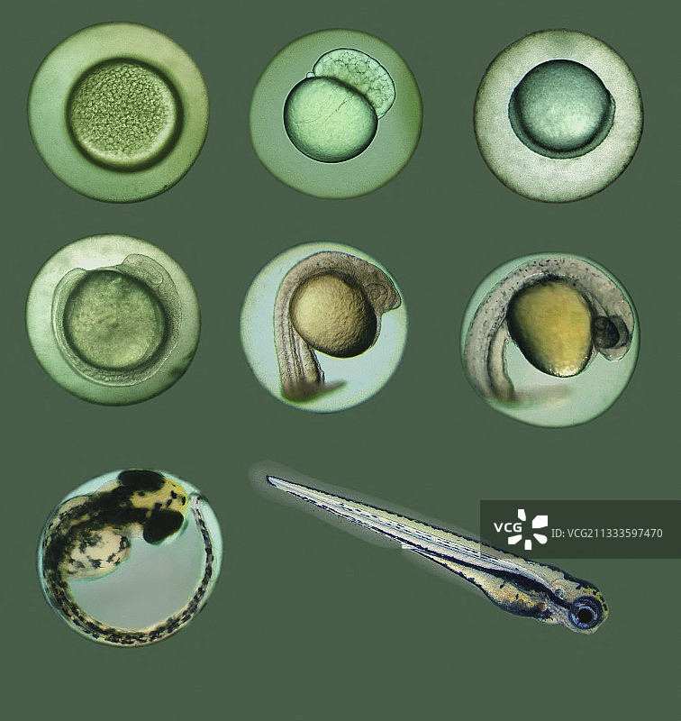 水族箱中的斑马鱼幼鱼图片素材