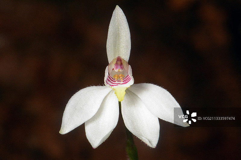 新喀里多尼亚白色卡拉迪尼亚花图片素材