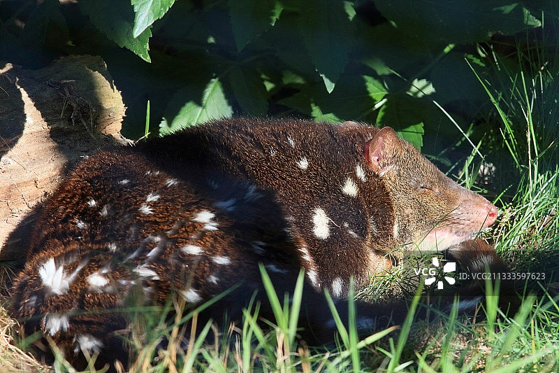 正在睡觉的澳洲斑点尾袋鼬图片素材