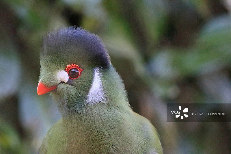 白颊蕉鹃图片素材