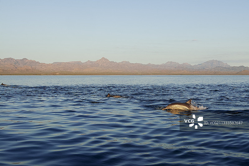 短喙普通海豚，洛雷托湾国家海洋公园，墨西哥下加利福尼亚州图片素材