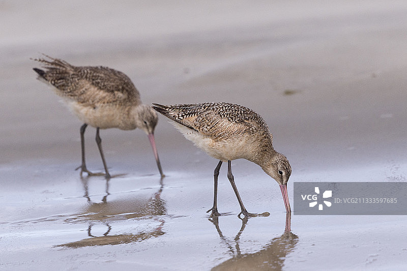 斑尾塍鹬，马格达莱纳湾，圣卡洛斯港，下加利福尼亚州苏尔，墨西哥图片素材
