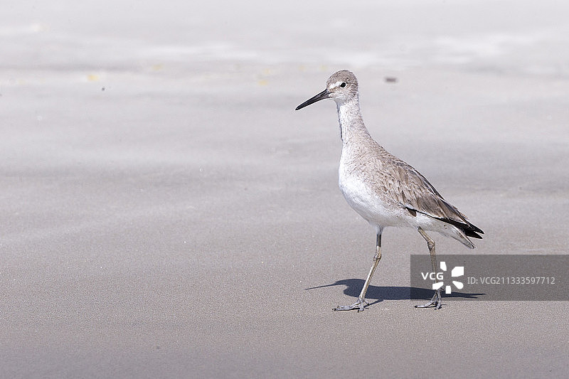 半蹼鹬，墨西哥下加利福尼亚州格雷罗内格罗，奥霍德列夫雷泻湖图片素材