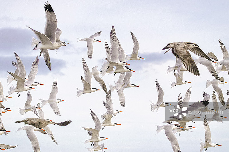 在马格达莱纳湾飞行的皇家燕鸥群图片素材