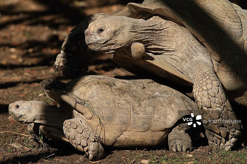 非洲苏卡达陆龟的交配尝试图片素材