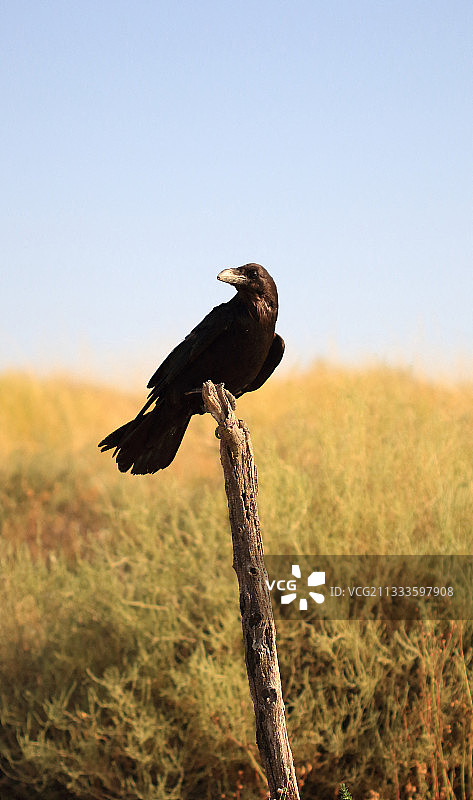木桩上的渡鸦图片素材