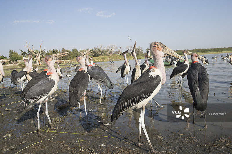 非洲秃鹳：渔民船只旁的等待者，埃塞俄比亚裂谷的济瓦伊湖图片素材