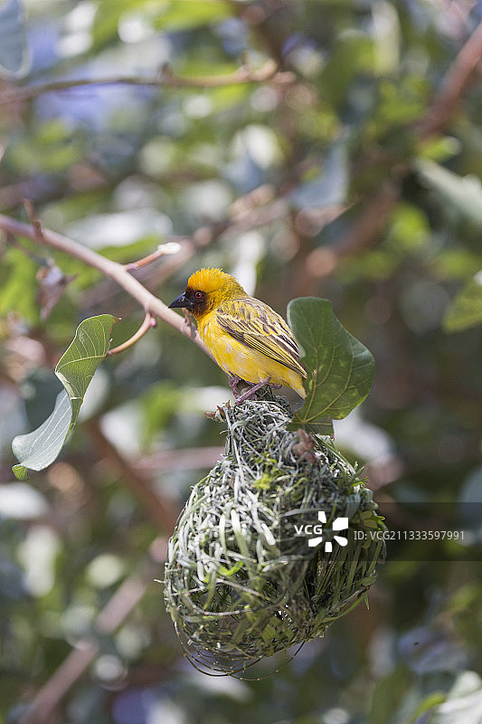 埃塞俄比亚裂谷锡瓦伊湖织布鸟筑巢图片素材