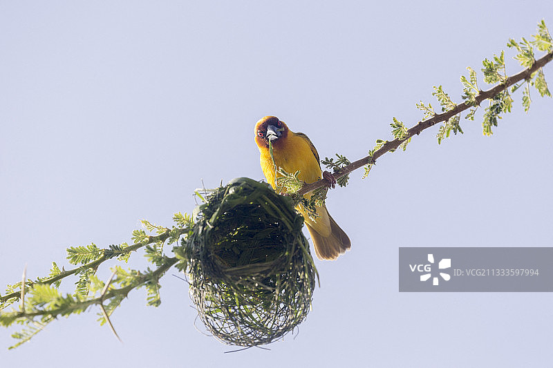 埃塞俄比亚裂谷锡瓦伊湖织布鸟筑巢图片素材
