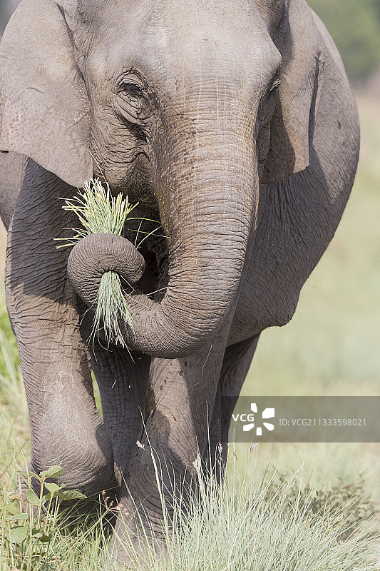 亚洲象（Elephas maximus），印度北阿坎德邦吉姆·科比特国家公园图片素材