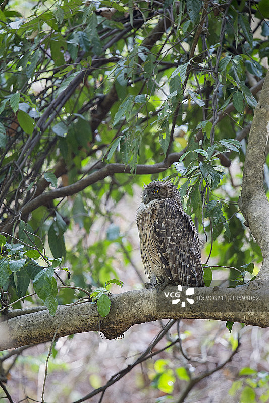 棕色渔鸮，印度北阿坎德邦科比特国家公园图片素材