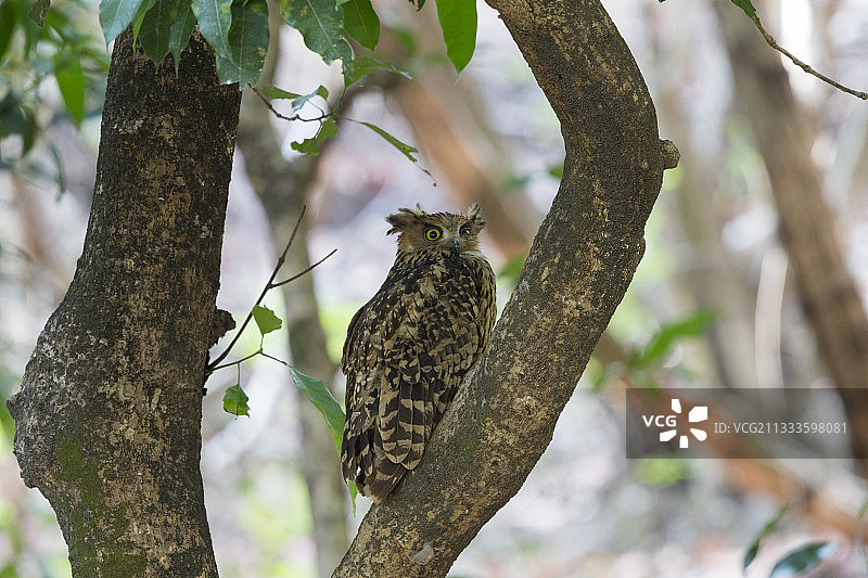 成年茶色渔鸮，印度北阿坎德邦吉姆·科比特国家公园图片素材