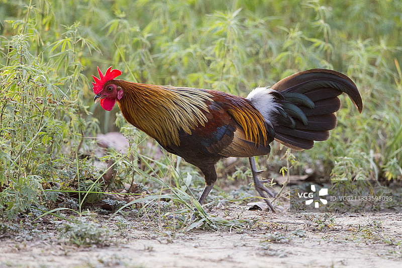 红色原鸡，印度北阿坎德邦吉姆·科比特国家公园图片素材