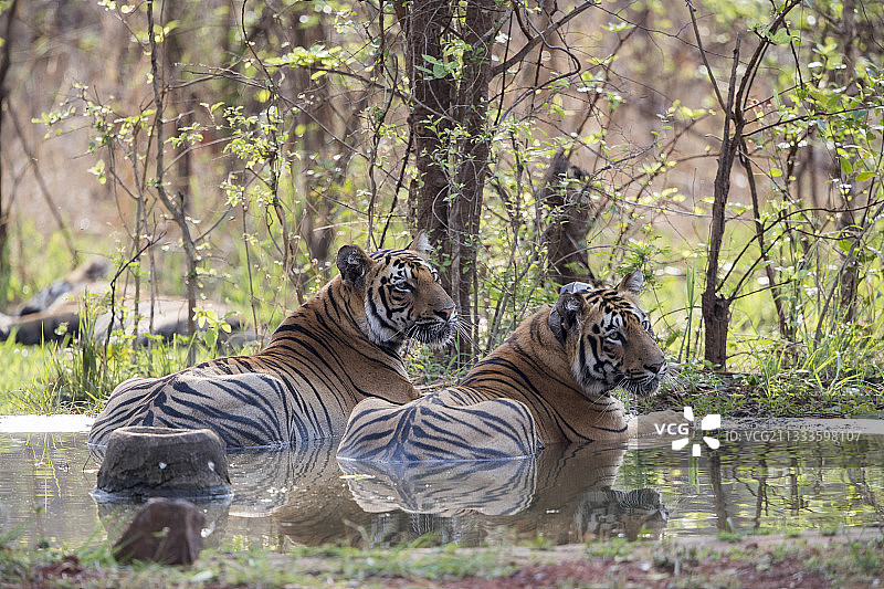 孟加拉虎（Panthera tigris tigris）在保护区管理员建造的人工水坑中解暑，位于印度马哈拉施特拉邦塔多巴国家公园塔多巴安达里老虎保护区图片素材