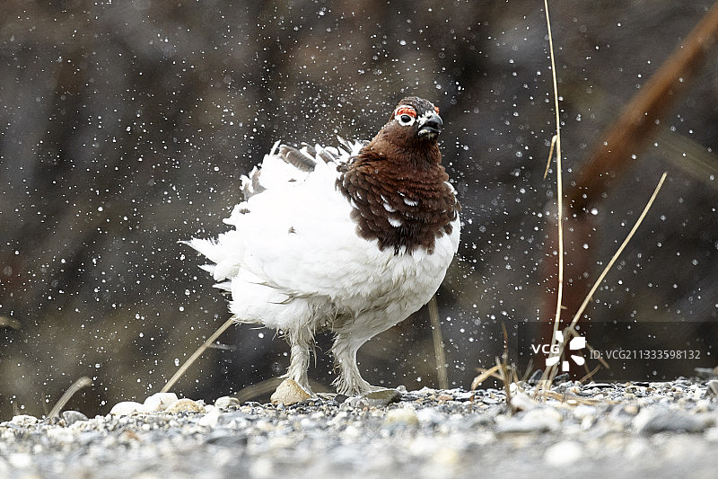 阿拉斯加德纳里国家公园的红松鸡（Lagopus lagopus）图片素材