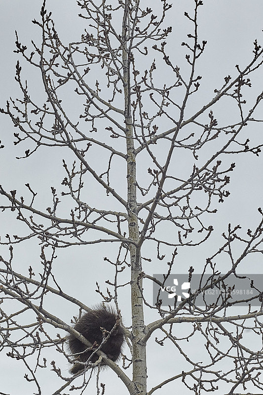 阿拉斯加路易斯湖附近春天树上的豪猪图片素材