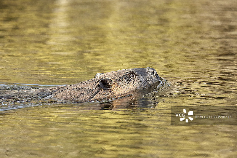 北美海狸（Castor canadensis）在阿拉斯加三角洲河流域的支流中游泳图片素材