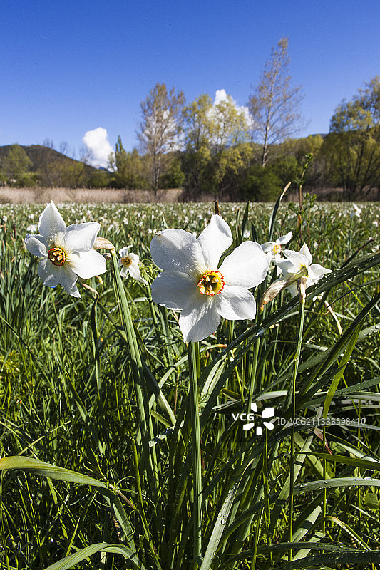喇叭水仙，法国韦尔东地区自然公园图片素材