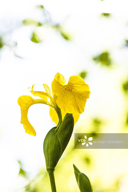 淡黄色鸢尾花，吕贝隆地区自然公园，法国图片素材