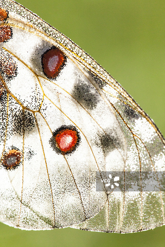阿波罗绢蝶翅膀，法国韦尔东地区自然公园图片素材