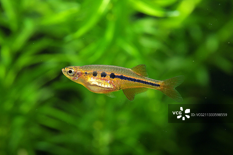 Dadio (Laubuca dadiburjori)，水族箱中的侧面图片素材