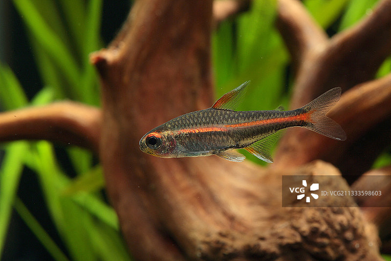 红莲灯鱼图片素材