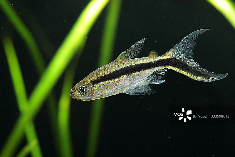黑线企鹅鱼在黑色背景的水族箱中图片素材