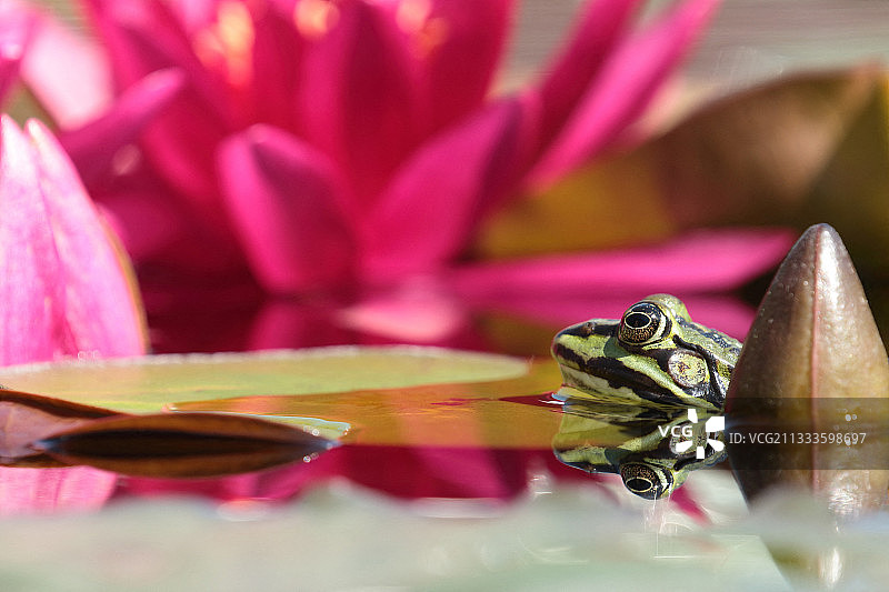 绿青蛙，红睡莲中的绿青蛙头图片素材