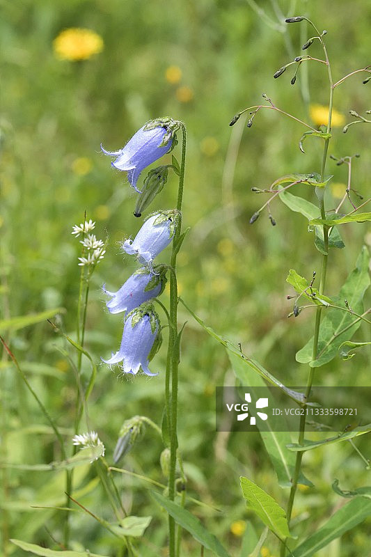 法国萨瓦省的胡须风铃草（Campanula barbata）图片素材