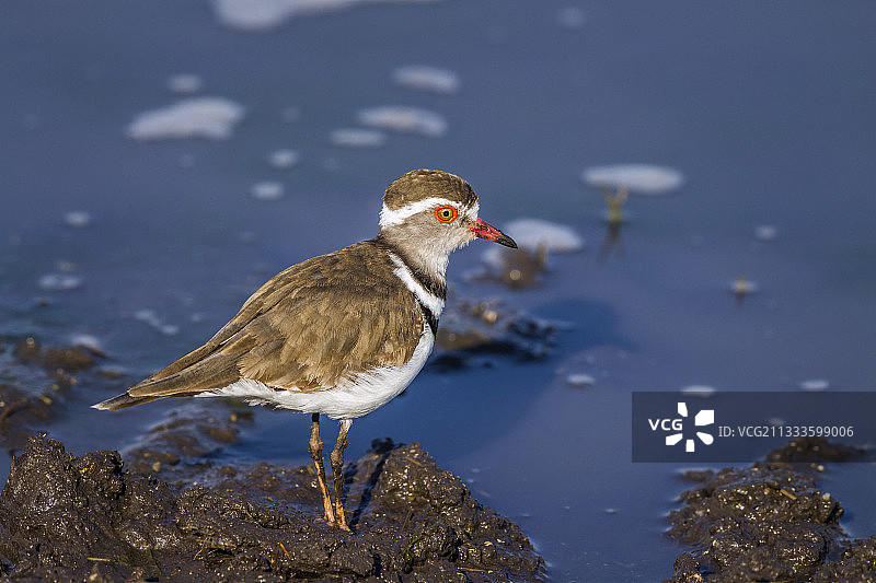 南非克鲁格国家公园的三斑鸻鸟在水边图片素材