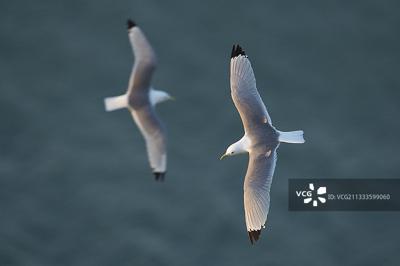 两只三趾鸥在英国弗兰伯勒海岸的夕阳下飞翔图片素材