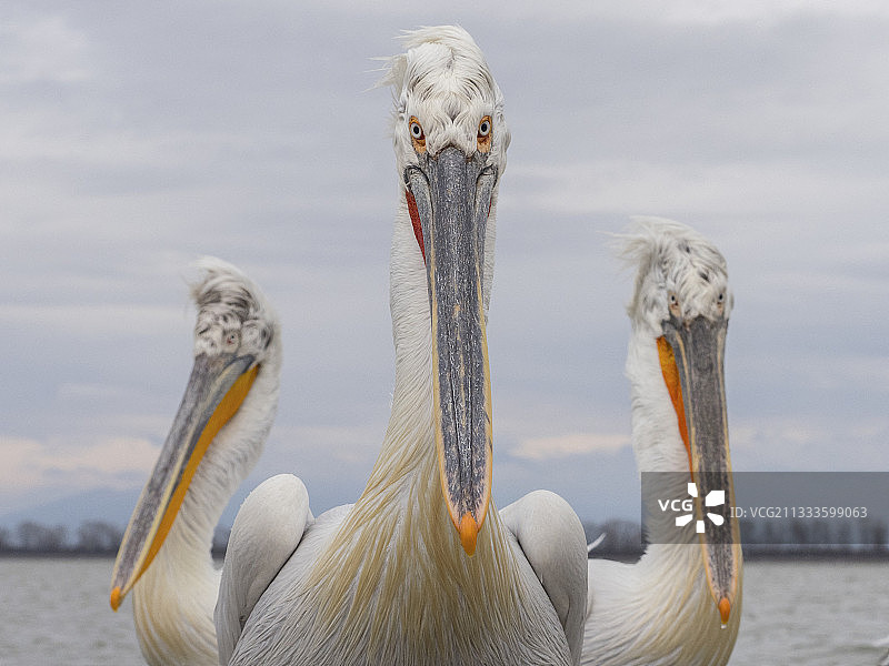 三只卷羽鹈鹕在希腊完美地摆姿势拍照图片素材