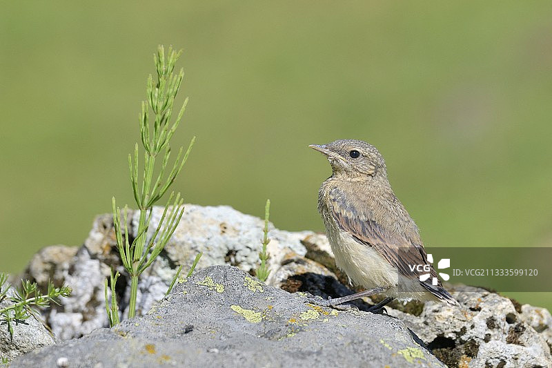法国萨瓦省岩石上的幼年北鹟图片素材